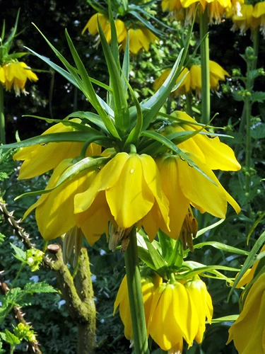 Jub fritillaria imperialis Lutea  - Császárkorona 1 db/cs