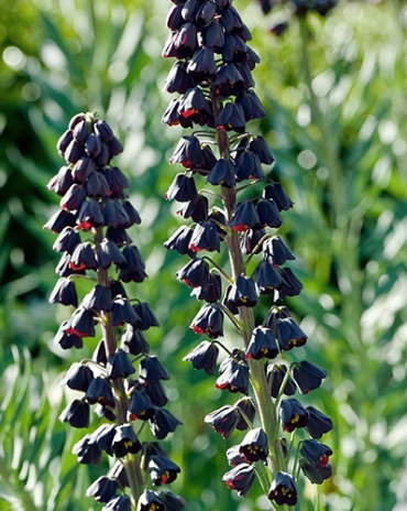 Jub fritillaria persica - Perzsa kockáslilom 1 db/cs