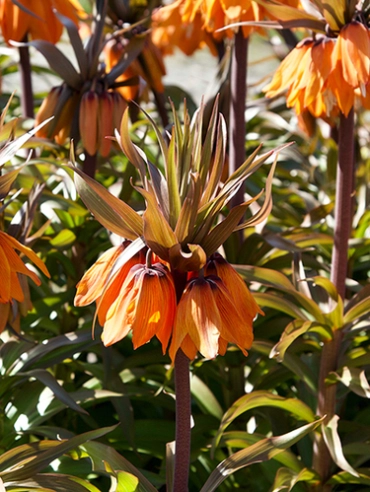 Jub fritillaria imperialis Sunset - Császárkorona 1 db/cs