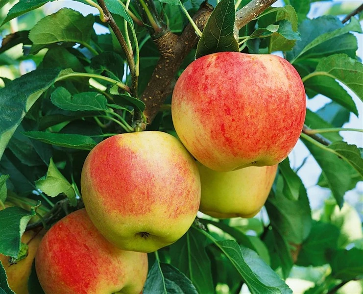 Malus domestica Royal Gala - Royál Gála alma K5