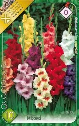 Kardvirág Gladiolus Mixed 10 db/cs