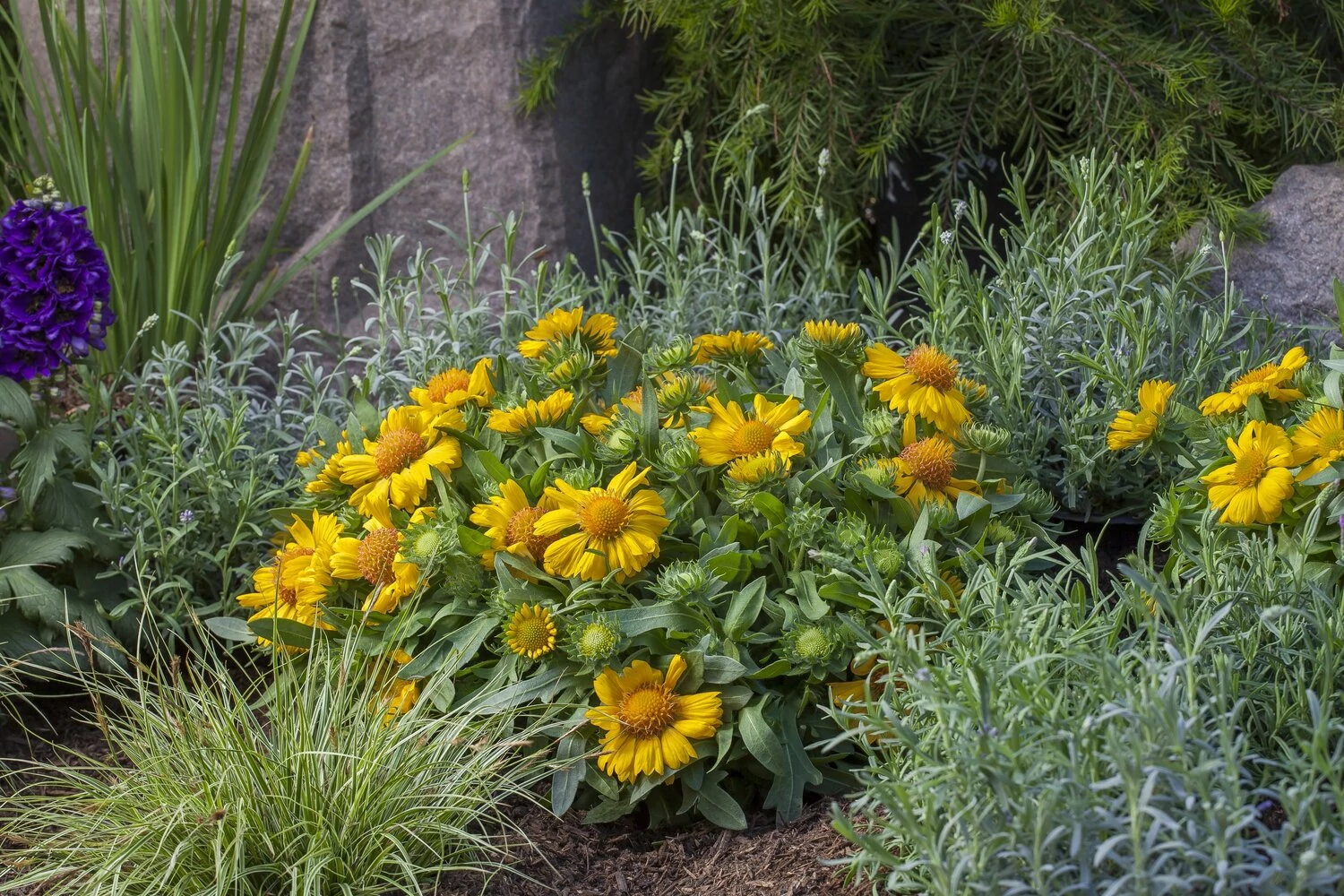 Gaillardia aristata Barican Golden Yellow CS14