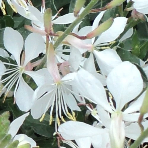 Gaura lindheimeri 'Gambit White'- Díszgyertya Cs14