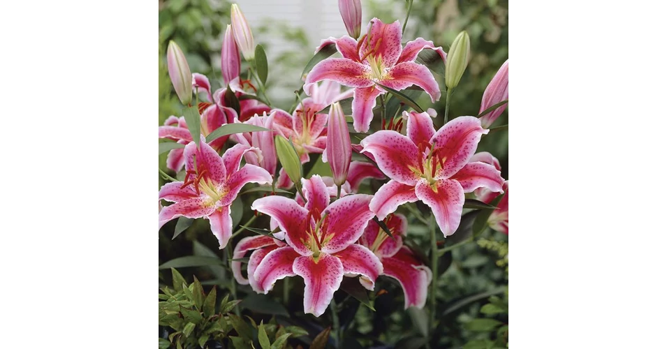 Lilium - Liliom Oriental Star Gazer CS14