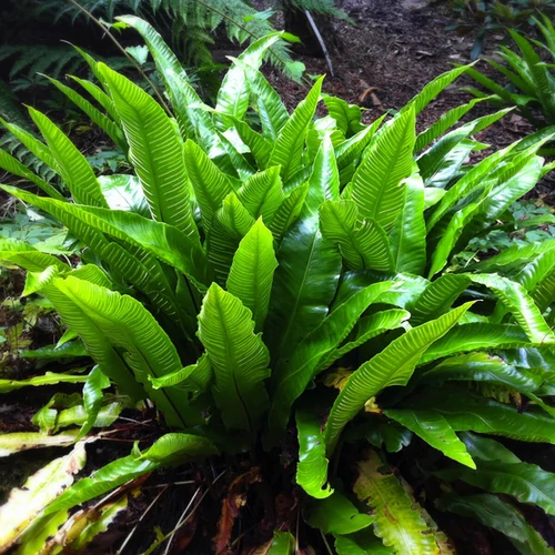 Asplenium Scolopendrium Gímpáfrány Cs9