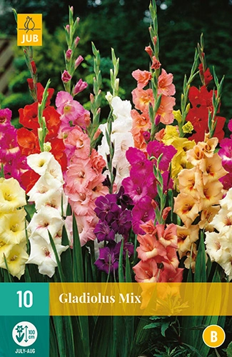 Jub Holland Kardvirág Gladiolus mix 10db