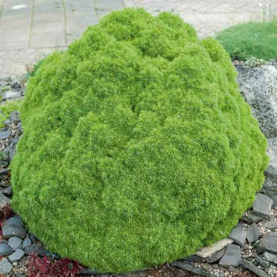 Picea glauca Alberta Globe - Gömb cukorsüvegfenyő 15/20