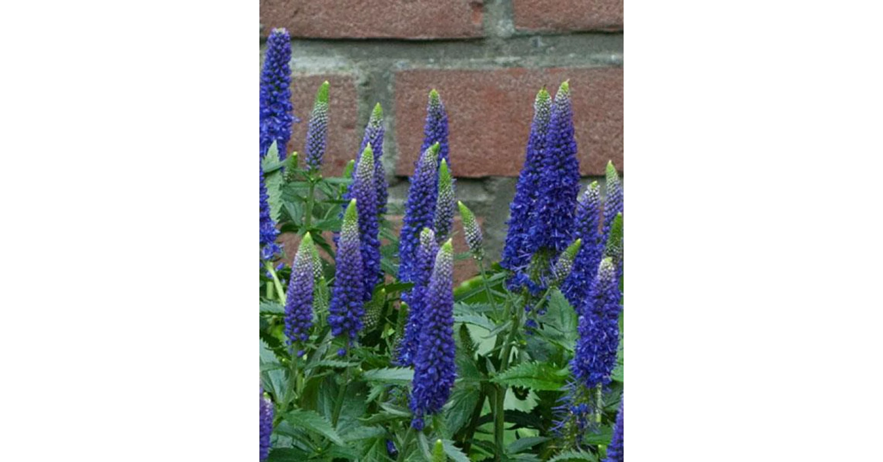 Veronica First Glory- Veronika CS14