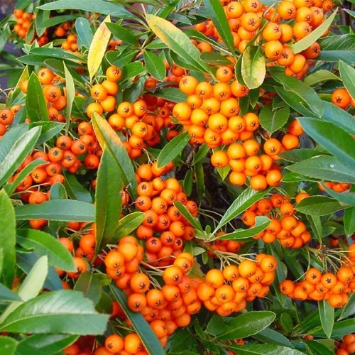 Pyracantha 'Orange' - Tűztövis világos narancs K2L 60/80