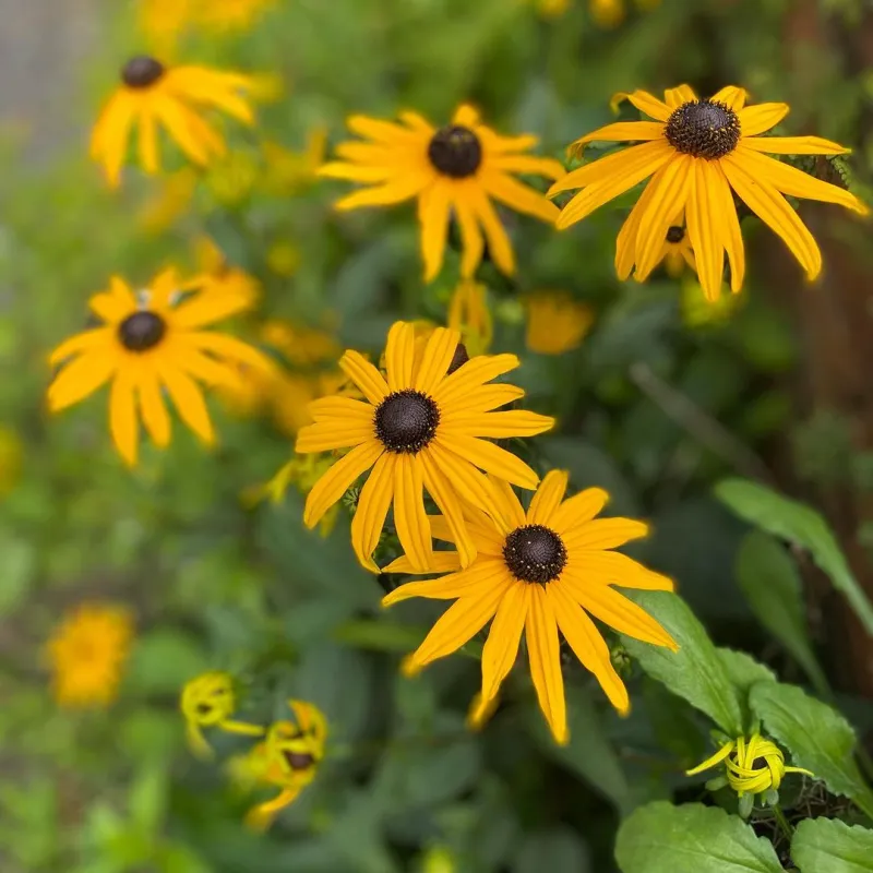 Rudbeckia fulgida 'Goldsturm - Kúpvirág CS19