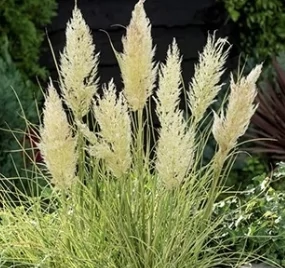 Cortaderia selloana Tiny pampa gold day2 - Törpe pampafű 20-40 C5