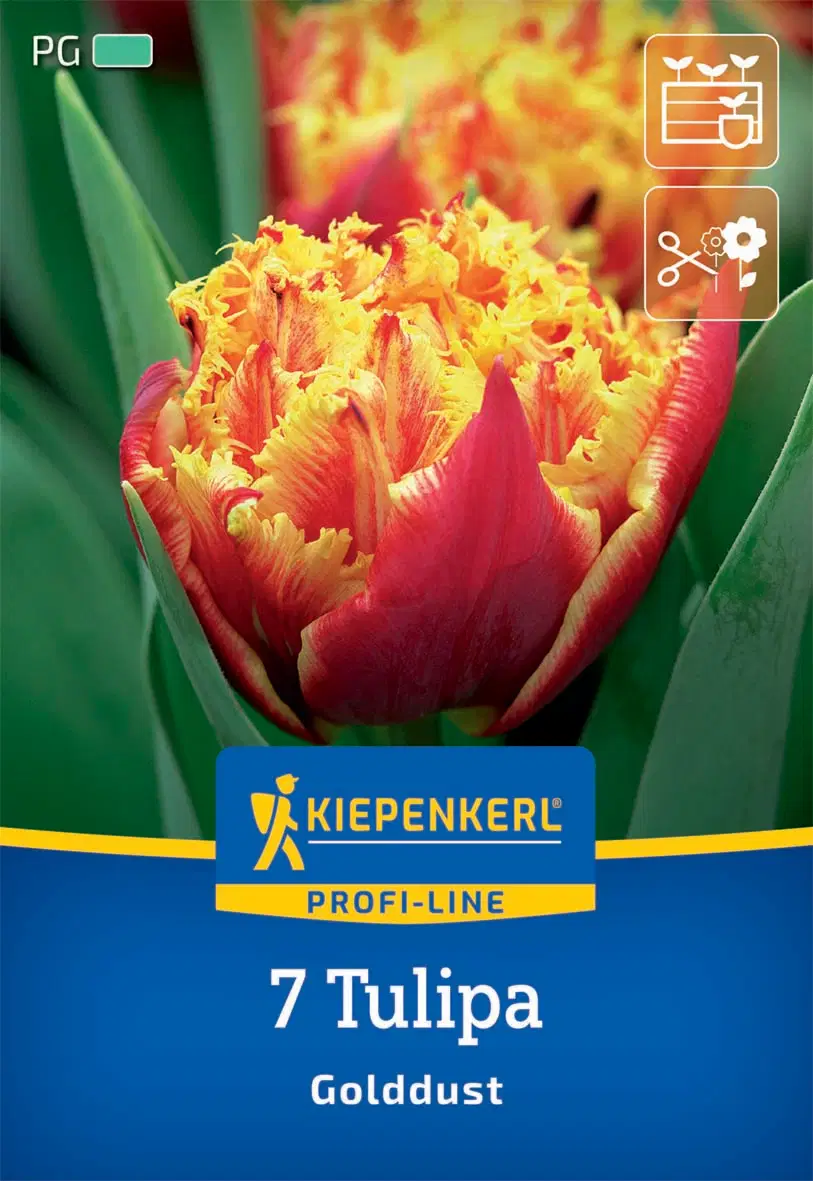 Kiepenkerl Golddust rojtos tulipán virághagymák 7 db