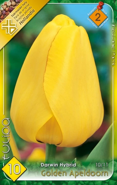 Tulipán virághagyma 10-db-os Golden Apedoorn