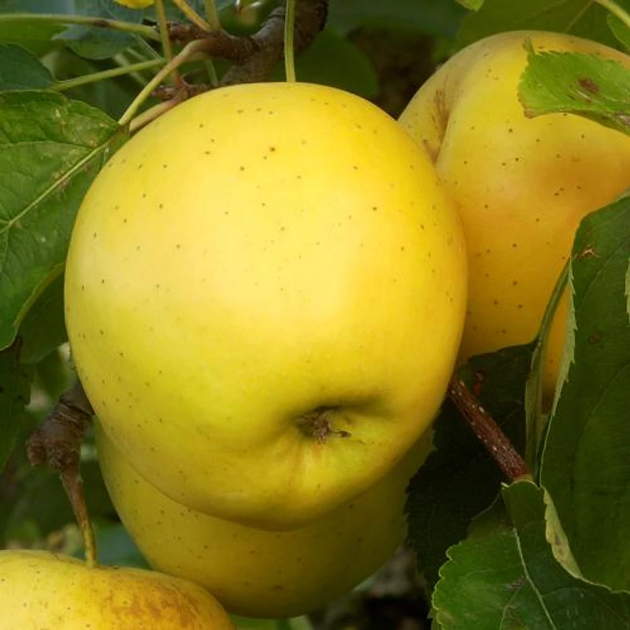 Malus domestica Golden - Golden alma K5