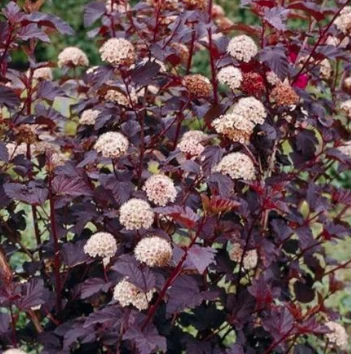 Physocarpus opulifolius Golden Nugget - Bangitalevelű hólyagvessző K2L 20-60