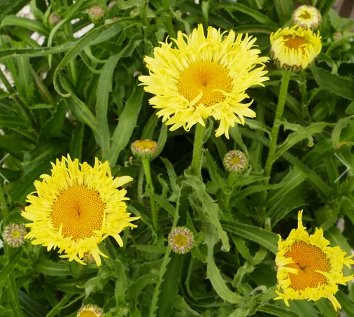 Leucanthemum Goldfinch -  Margaréta CS14