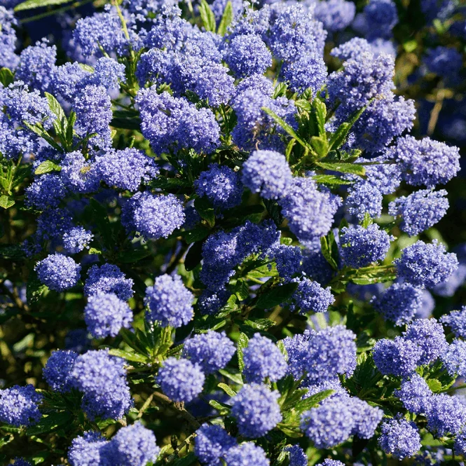 Ceanothus thyrsiflorus var. repens - Terülő kék táskavirág