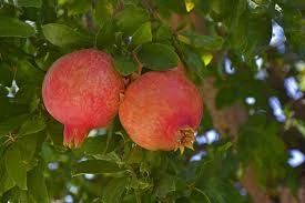 Punica granatum175/200+ K30 - Gránátalma