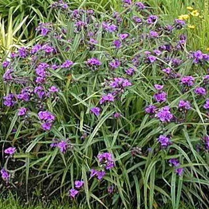 Tradescantia andersoniana Zwanenburg Blue kerti pletyka Cs14