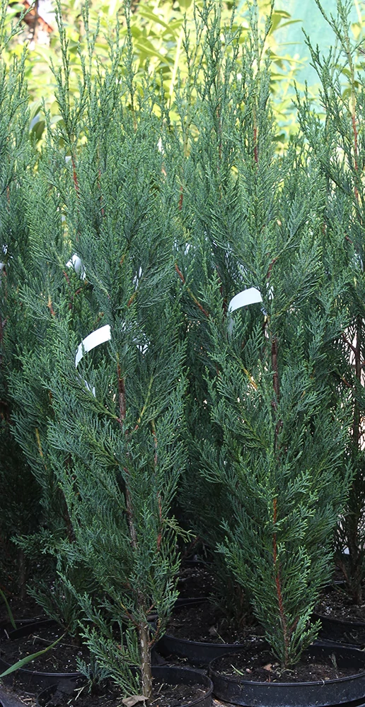 Cupressocyparis leylandii Green Rocket - Zöld oszlopos leylandi ciprus 80/100