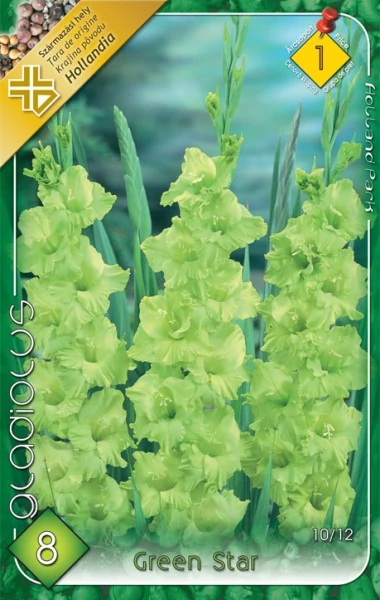 Kardvirág Gladiolus Green Star 8db/cs