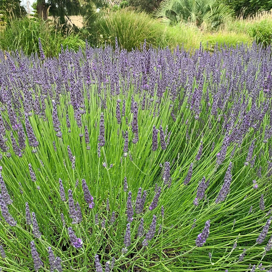 Lavandula Grosso- levendula CS9