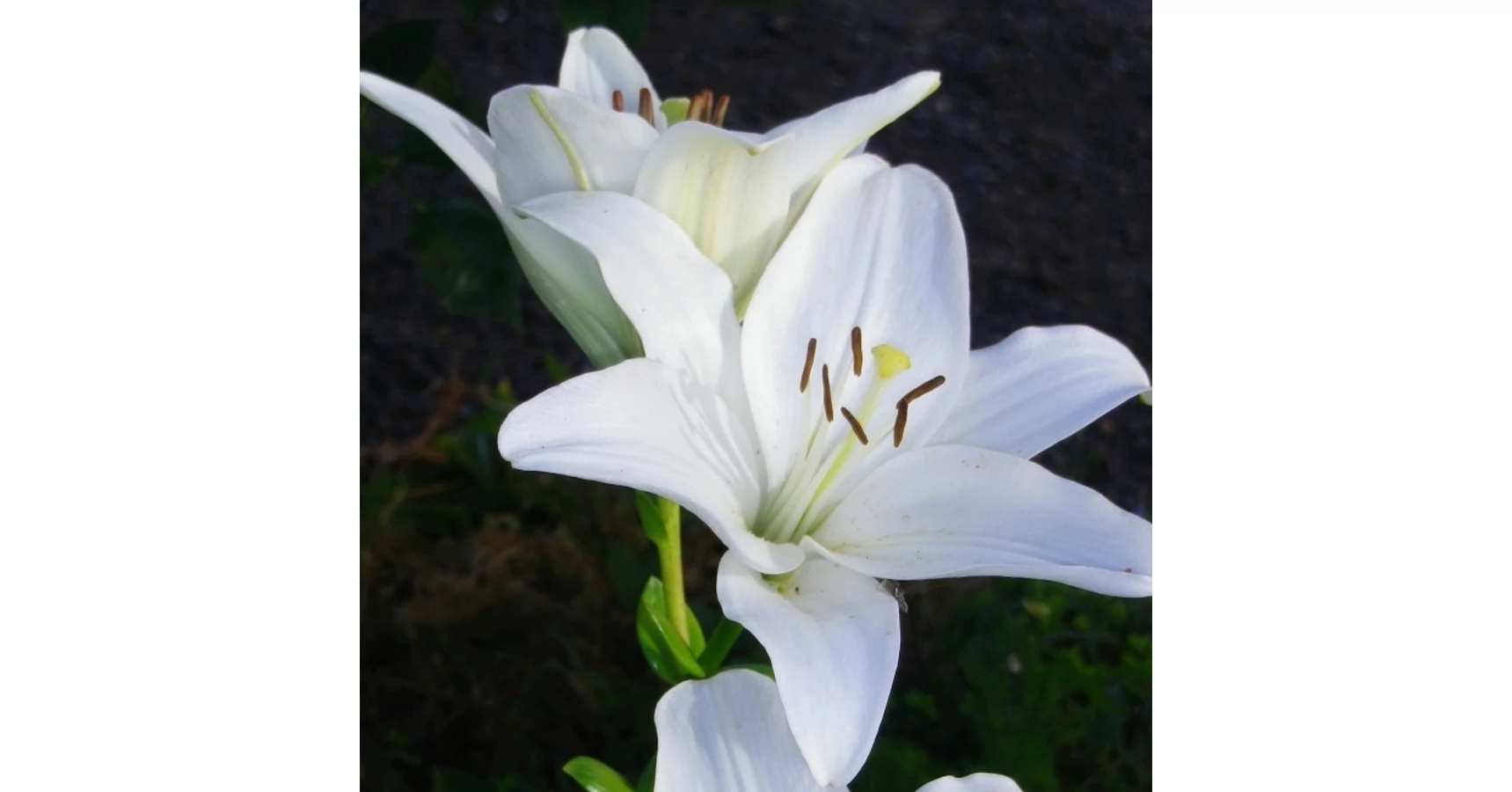 Lilium Asiatic Gwen Cs14