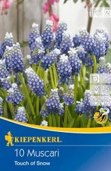 Kiepenkerl Muscari Gyöngyike Touch of Snow 10db