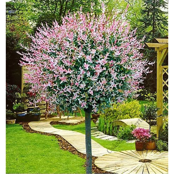 Salix integra 'Hakuro-Nishiki' - Fehér-rózsaszín tarka levelű japán fűz K2/3 TM125/140
