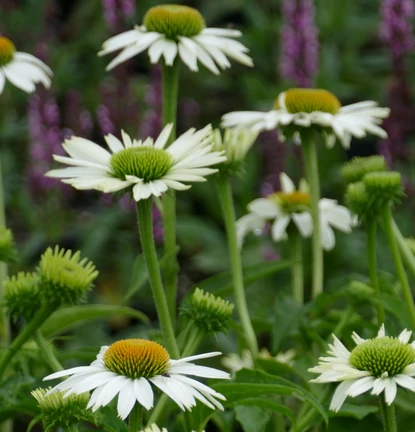 Echinacea purpurea Collection Alba - Kasvirág CS9