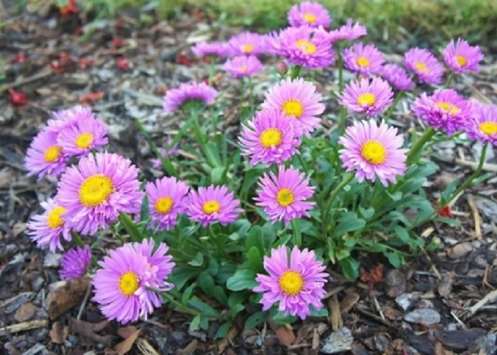 Aster alpinus Happy End - Havasi őszirózsa CS9