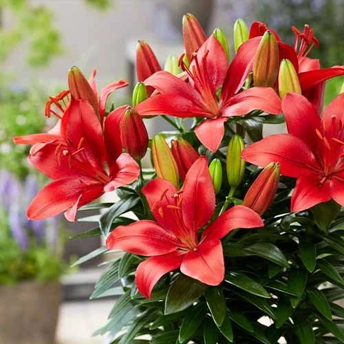 Lilium Asiatic Happy Heart Cs14