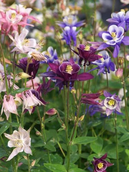 Aquilegia vulgaris - Harangláb színkeverék CS14
