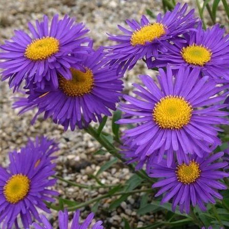 Aster alpinus Dunkle Schöne - Havasi őszirózsa CS9
