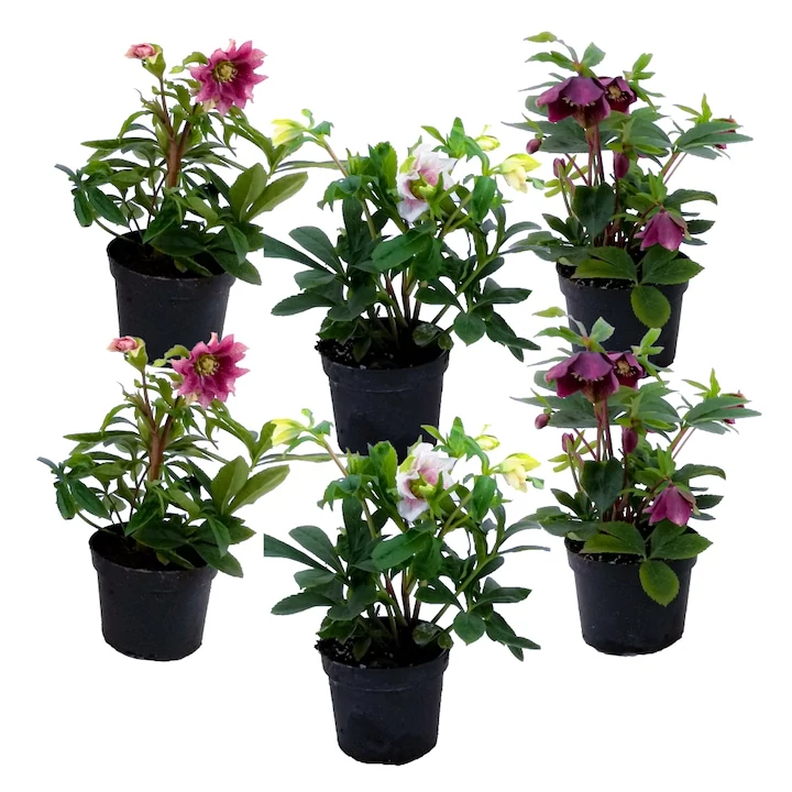 Helleborus orientalis mix - Keleti hunyor K15l 35cm