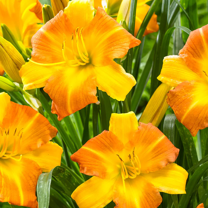 Hemerocallis EveryDaylily Punch Yellow - Sásliliom D14