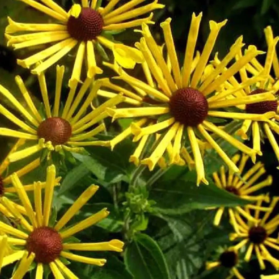 Rudbeckia subtomentosa 'Little Henry' - Kúpvirág CS14