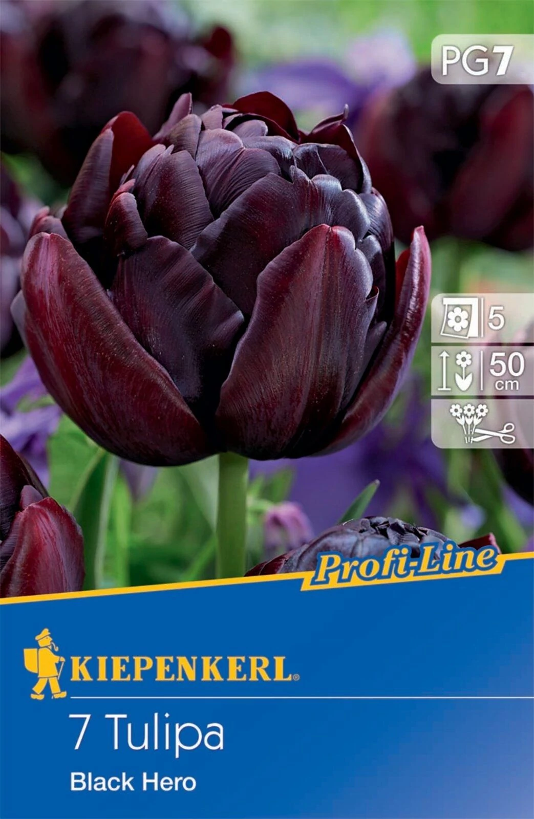 Kiepenkerl Black Hero tulipánhagymák 7db