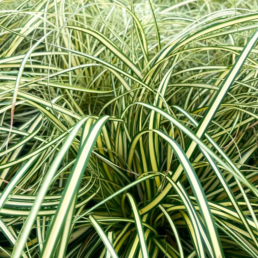 Carex osh. Evergold - Ósimai sás CS9