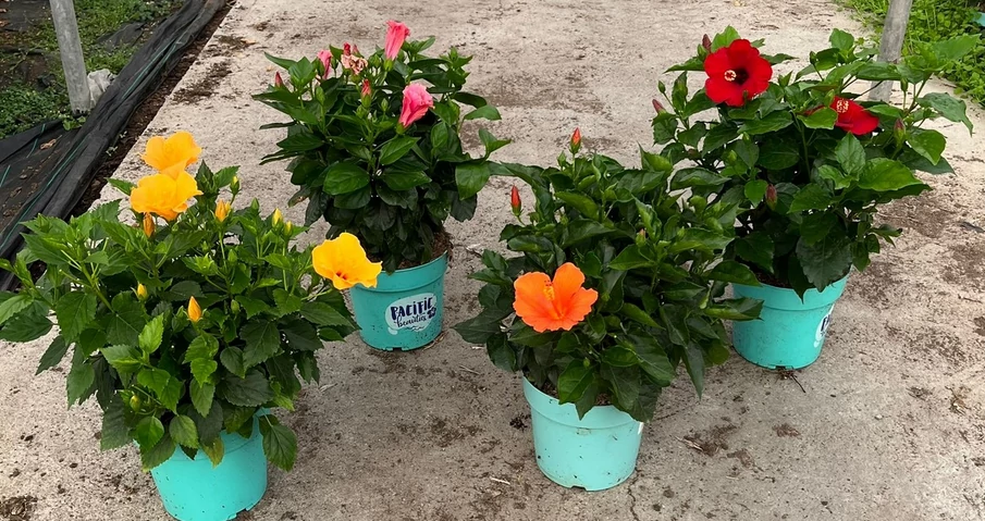 HIBISCUS LONGLIFE 'Pacific Vibes - Hibiszkusz színkeverék K6