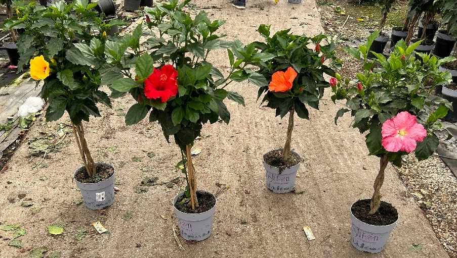 HIBISCUS LONGLIFE 'Fushion'- Hibiszkusz törzses K3,4