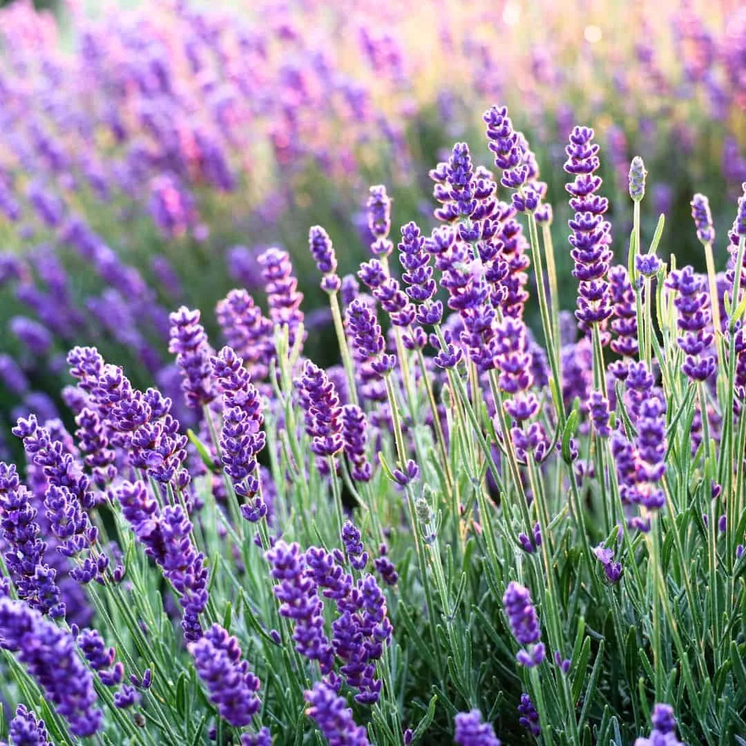 Lavandula Hidcote Blue Levendula Cs14
