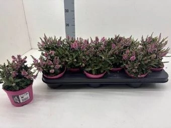 Hebe - Veronikacserje Bright pink K2 18cm