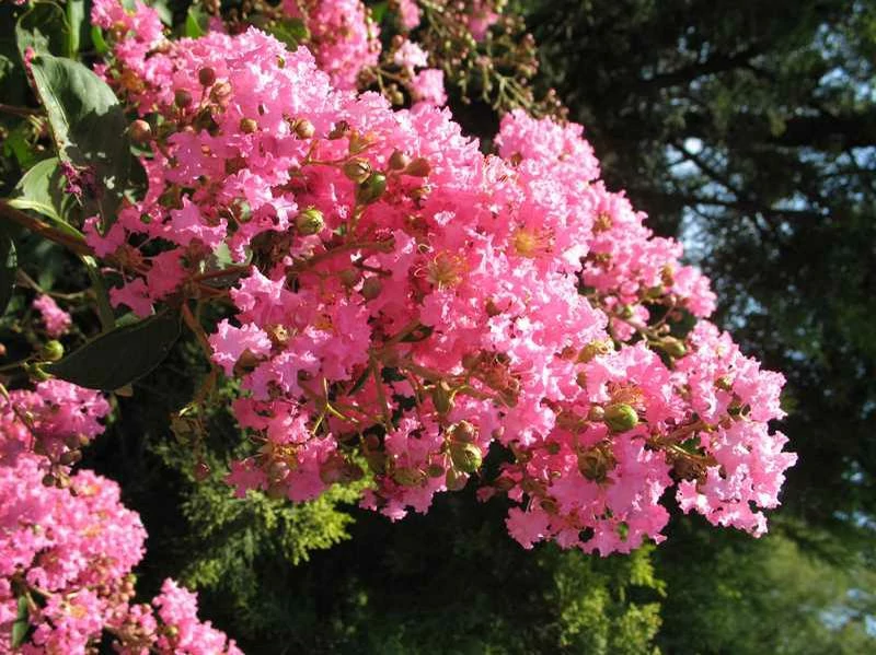 Lagerstroemia indica Hopi - Kínai selyem mirtusz bokor K30/50