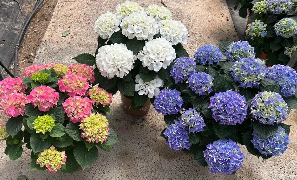 Hydrangea macrophylla - Kerti hortenzia K17 