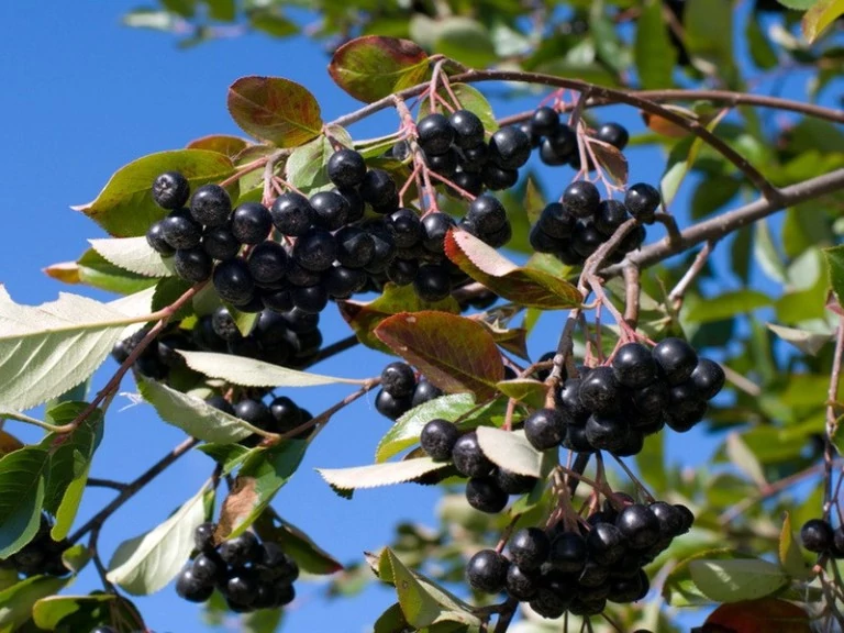 Aronia prunifolia Hugin - Korai, nagytermésű fekete berkenye K2 40/50