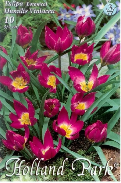 Tulipán virághagyma 10-db-os Humilis Violacea