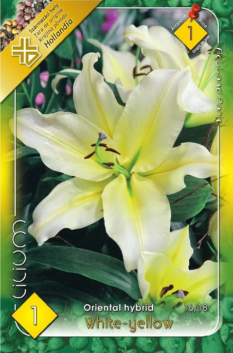 Liliom White-yellow 1-db-os