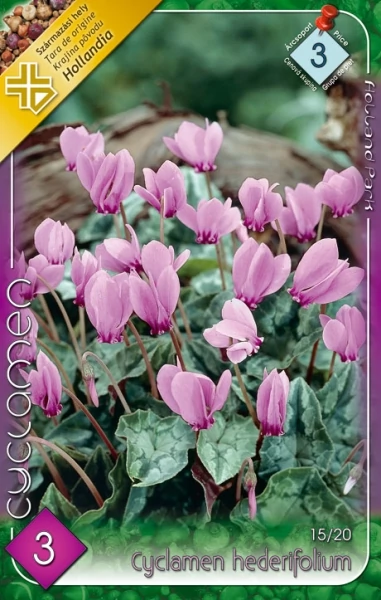Cyclamen Hederifolium 3 db
