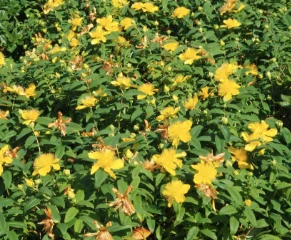 Hypericum calcynum - Örökzöld orbáncfű CS9